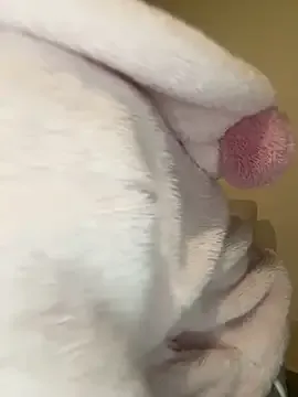 Offline Nemu_chan_ on StripChat